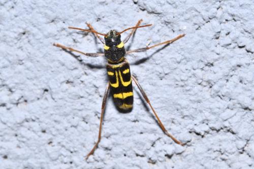 Xylotrechus arvicola